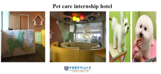 Pet care internship hotel